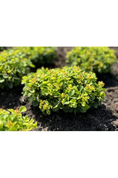 Berberis thunbergii green Sapphire.